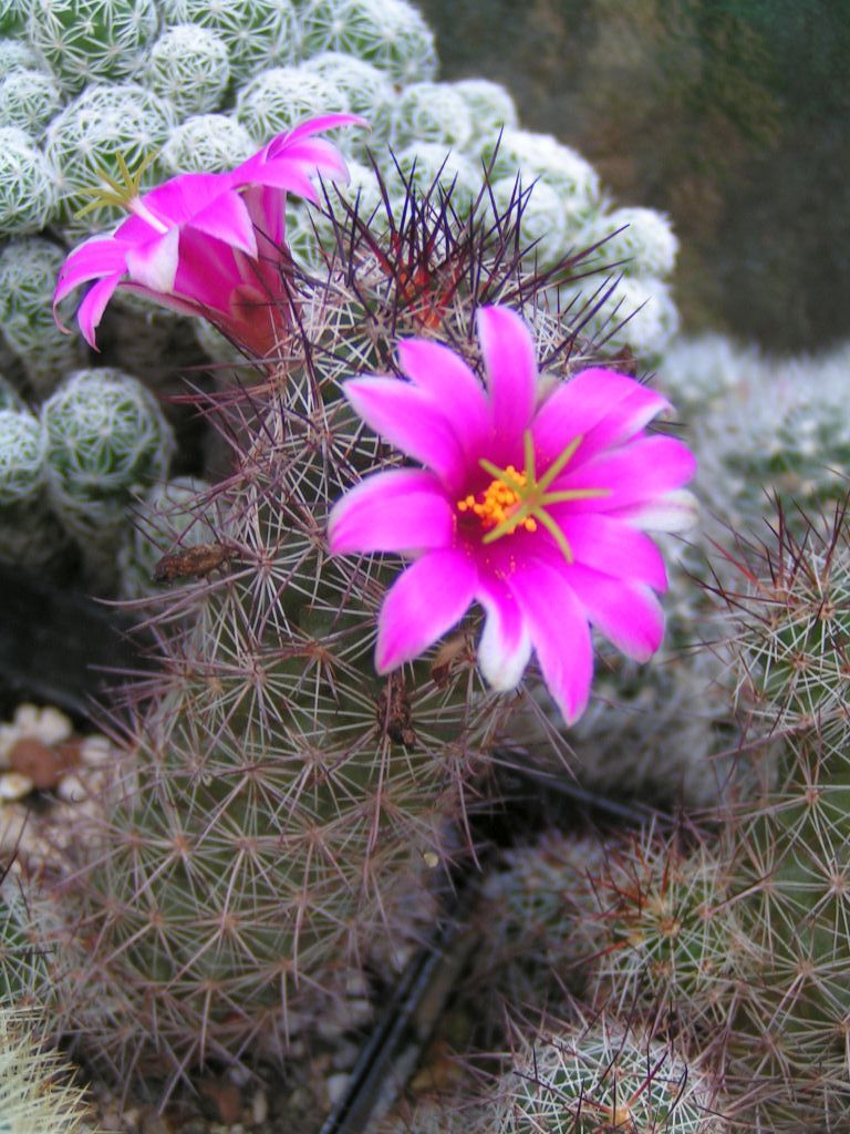 Mammillaria mazatlanensis